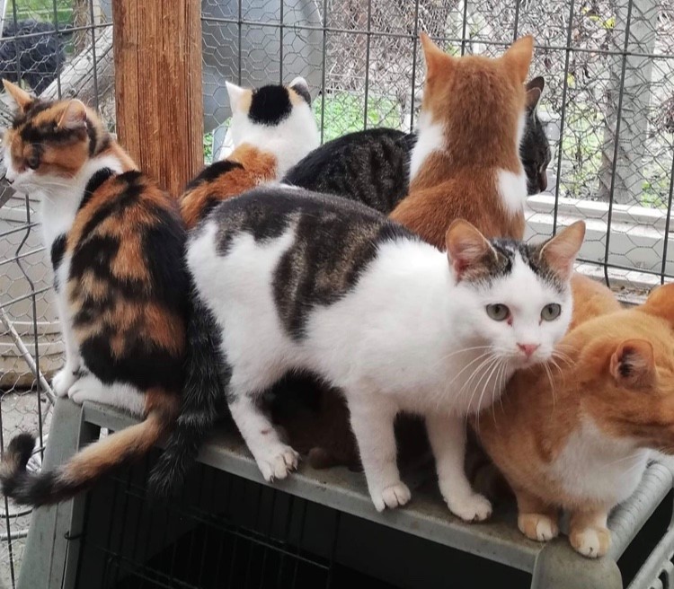 Katzen Rumänien